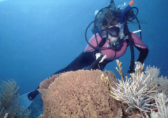 Diver investigating a basket sponge
