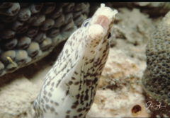 Spotted Moray